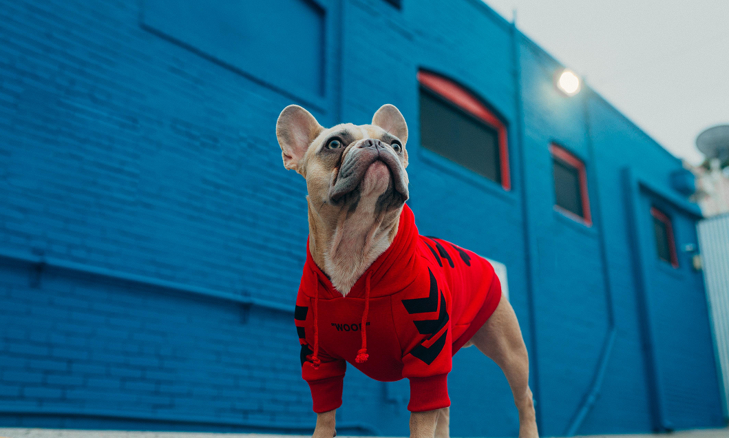 Picture for category Dog Apparel